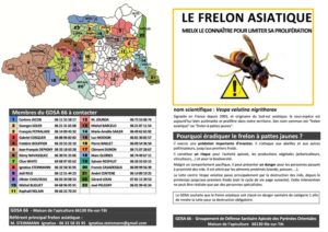 frelon asiatique